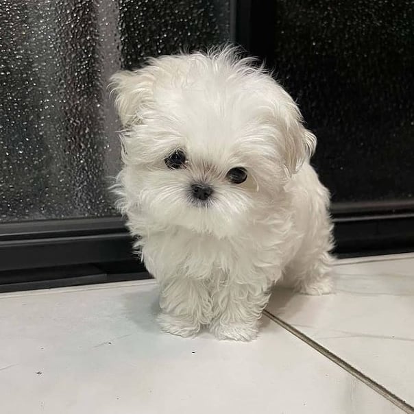 lilo-1 Grace - Image 1