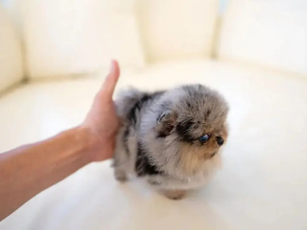 10-1-1 Tony - Image 1