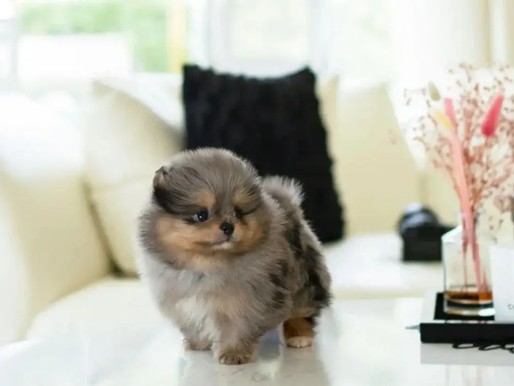 5-8 Chester - Image 1