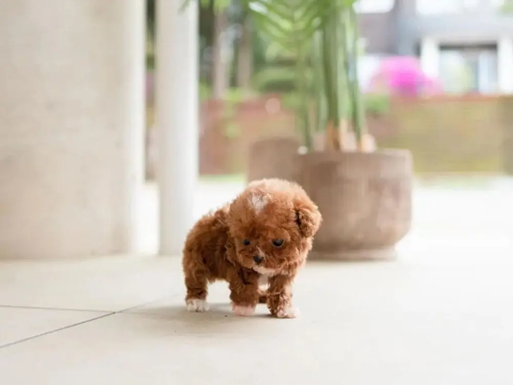 6-2 Ginger - Image 1