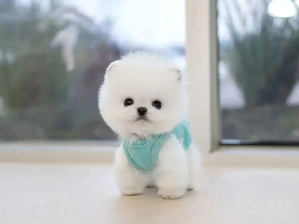 6-8 Cotton - Image 1