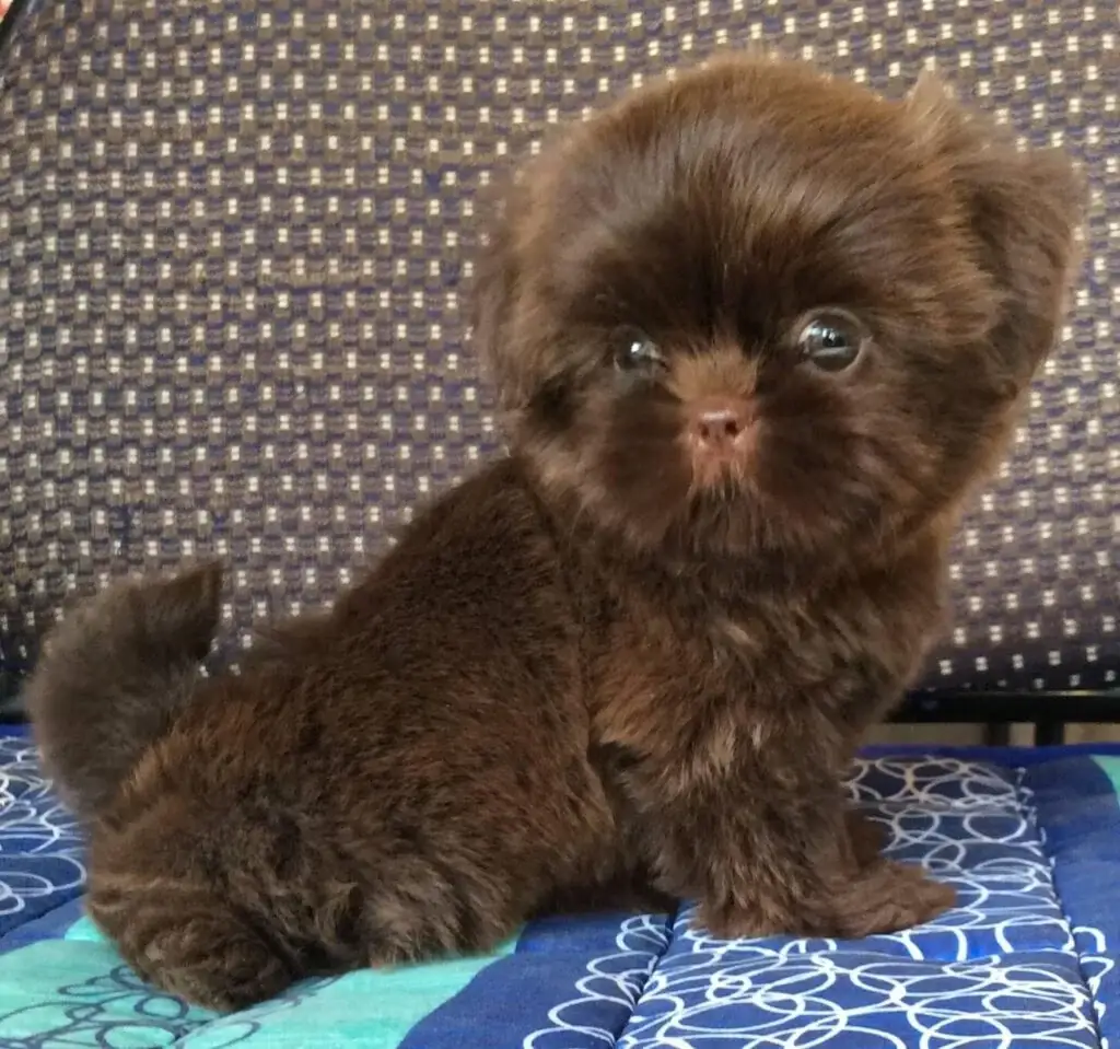 shih-tzu-pupies-for-sale Berty - Image 1